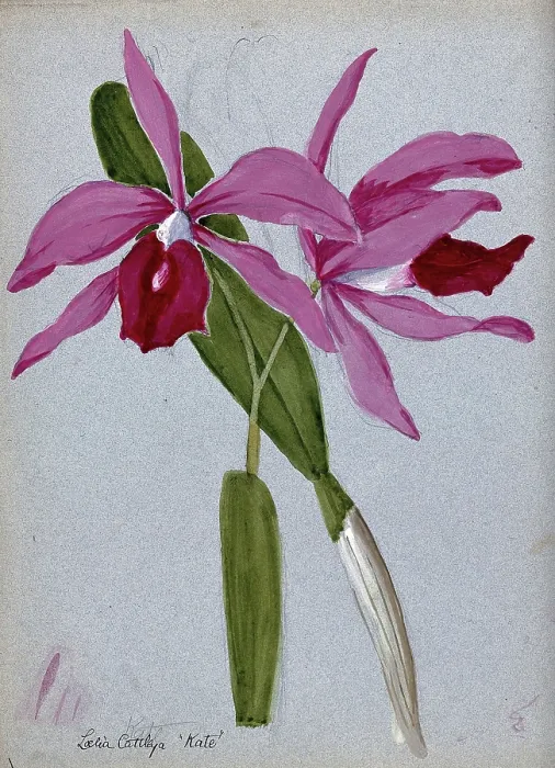 Framed Print : An orchid hybrid (Laelia x Cattleya Kate'): flowering stem and leaves. Creator: Unknown Framed Print : An orchid hybrid (Laelia x Cattleya Kate'): flowering stem and leaves. Creator: Unknown