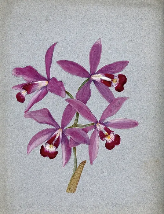 Framed Print : An orchid (?Laelia anceps): flowering stem. Creator: Unknown Framed Print : An orchid (?Laelia anceps): flowering stem. Creator: Unknown