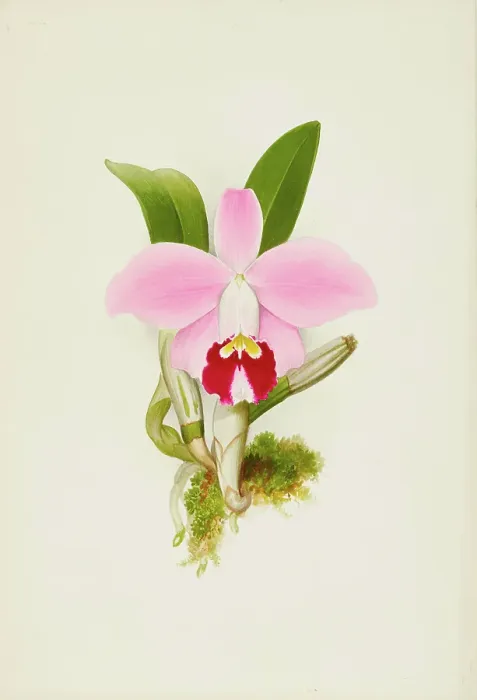 Framed Print : Orchid: Laelia Praestans, 1906. Creator: Frederick William Bolas Framed Print : Orchid: Laelia Praestans, 1906. Creator: Frederick William Bolas
