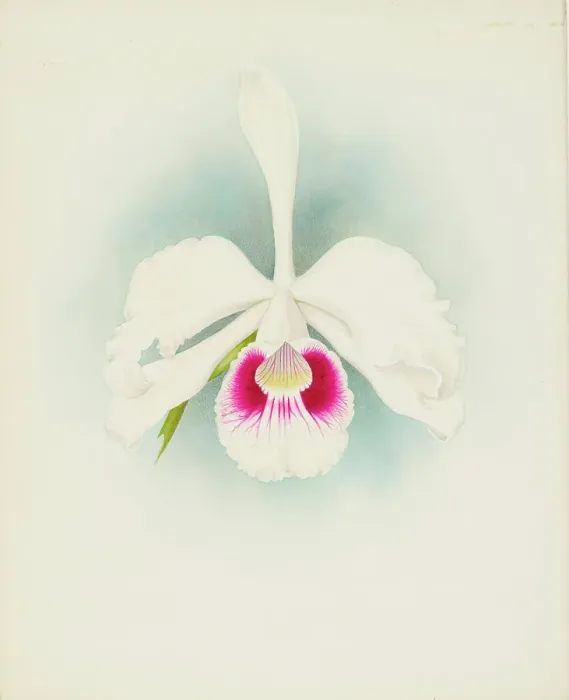 Framed Print : Orchid: Laelia purpurala, 1907. Creator: Frederick William Bolas Framed Print : Orchid: Laelia purpurala, 1907. Creator: Frederick William Bolas