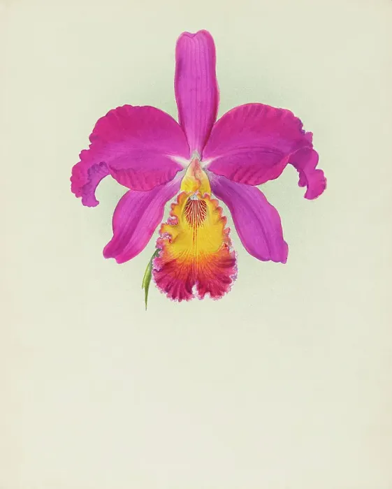 Framed Print : Orchid: Laelio - Cattleya, 1917. Creator: Frederick William Bolas Framed Print : Orchid: Laelio - Cattleya, 1917. Creator: Frederick William Bolas