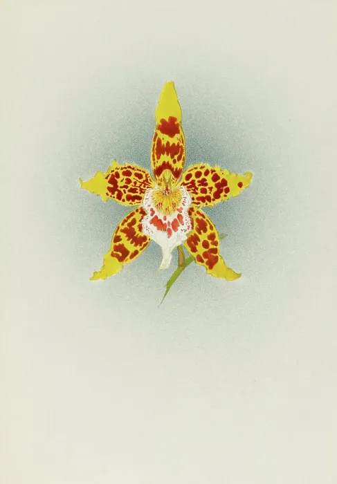 Framed Print : Orchid: Odontoglossum Crawshayanum, 1908. Creator: Frederick William Bolas Framed Print : Orchid: Odontoglossum Crawshayanum, 1908. Creator: Frederick William Bolas