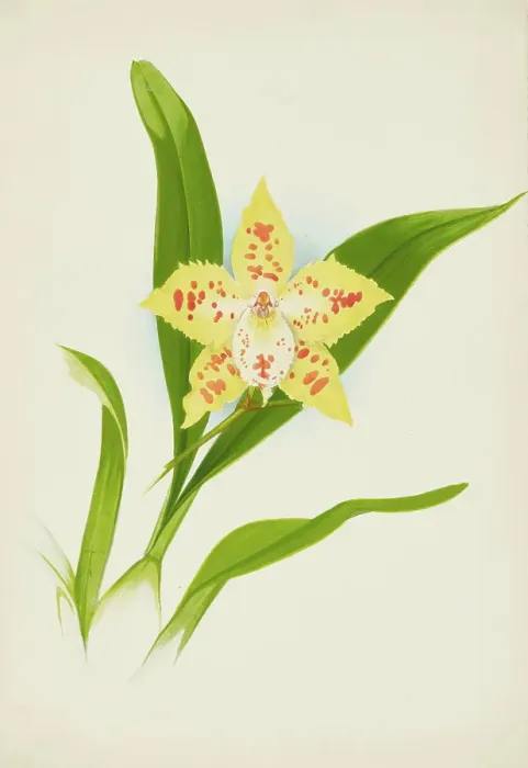 Framed Print : Orchid: Odontoglossum Loochristinii, 1907. Creator: Frederick William Bolas Framed Print : Orchid: Odontoglossum Loochristinii, 1907. Creator: Frederick William Bolas