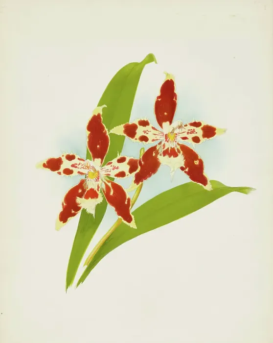 Framed Print : Orchid: Odontoglossum luteo-purpureum, 1907. Creator: Frederick William Bolas Framed Print : Orchid: Odontoglossum luteo-purpureum, 1907. Creator: Frederick William Bolas