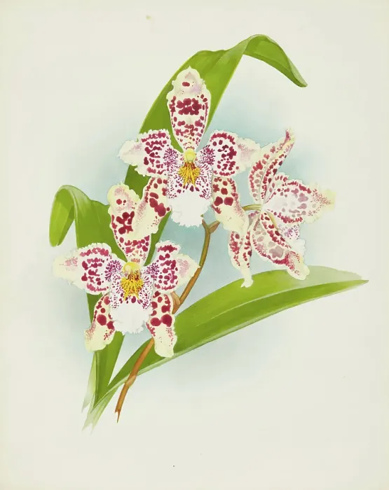 Framed Print : Orchid: Odontoglossum Rolfeae, 1907. Creator: Frederick William Bolas Framed Print : Orchid: Odontoglossum Rolfeae, 1907. Creator: Frederick William Bolas