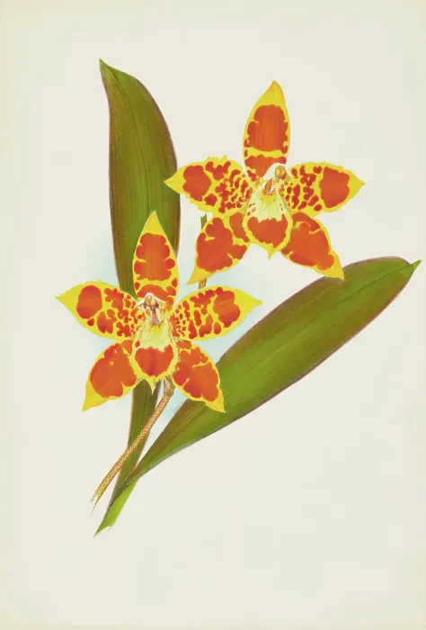 Framed Print : Orchid: OdontoglossumTriumpharis, 1907. Creator: Frederick William Bolas Framed Print : Orchid: OdontoglossumTriumpharis, 1907. Creator: Frederick William Bolas