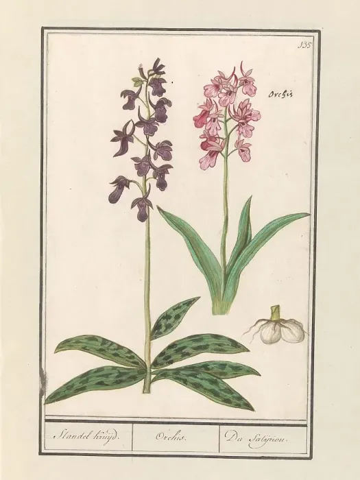 Framed Print : Orchid (Orchidaceae), 1596-1610. Creators: Anselmus de Boodt, Elias Verhulst Framed Print : Orchid (Orchidaceae), 1596-1610. Creators: Anselmus de Boodt, Elias Verhulst