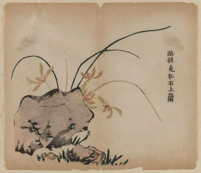 Framed Print : Orchid on Rocks, 18th Century. Creator: Unknown Framed Print : Orchid on Rocks, 18th Century. Creator: Unknown