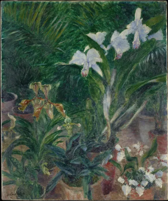 Framed Print : Orchidees dans la serre du Petit Gennevilliers, 1893 Framed Print : Orchidees dans la serre du Petit Gennevilliers, 1893