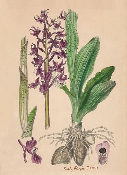 Orchis mascula. Early purple Orchis, 19th Century