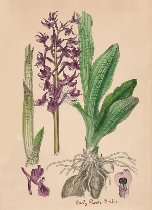 Framed Print : Orchis mascula. Early purple Orchis, 19th Century Framed Print : Orchis mascula. Early purple Orchis, 19th Century