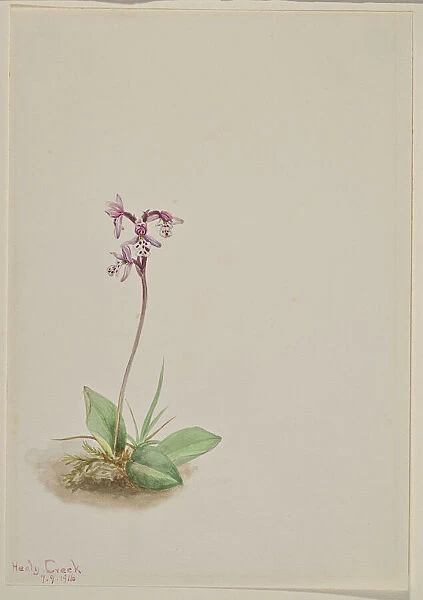 Orchis (Orchis rotundifolia), 1916. Creator: Mary Vaux Walcott