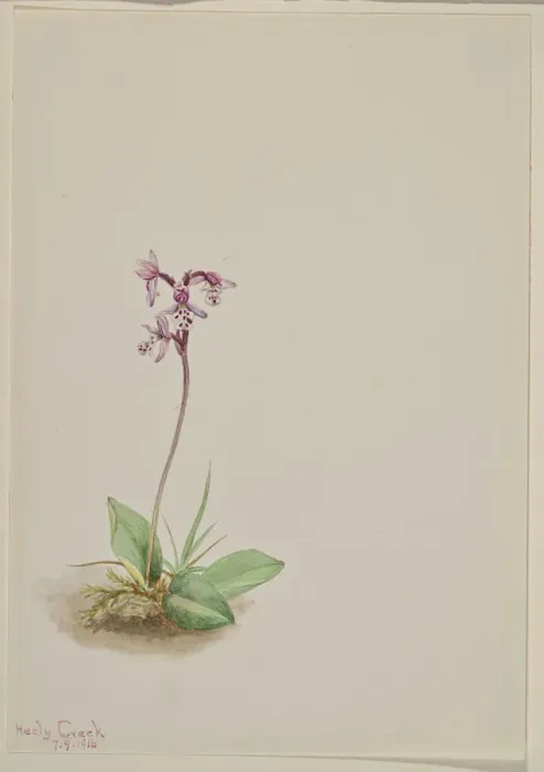 Framed Print : Orchis (Orchis rotundifolia), 1916. Creator: Mary Vaux Walcott Framed Print : Orchis (Orchis rotundifolia), 1916. Creator: Mary Vaux Walcott