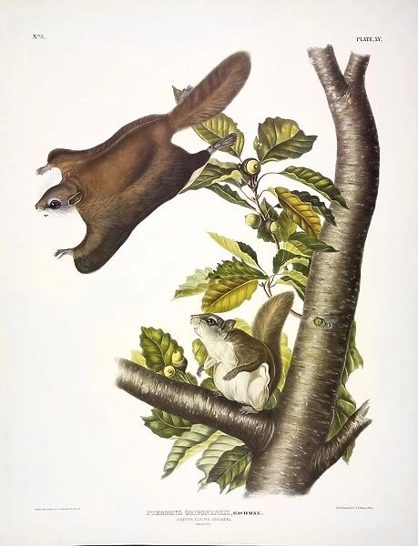 Oregon Flying Squirrel, Pteromys Origonensis, 1845