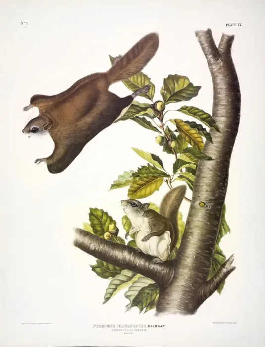 Framed Print : Oregon Flying Squirrel, Pteromys Origonensis, 1845 Framed Print : Oregon Flying Squirrel, Pteromys Origonensis, 1845