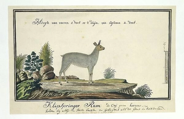 Oreotragus oreotragus (Klipspringer), 1777-1786. Creator: Robert Jacob Gordon
