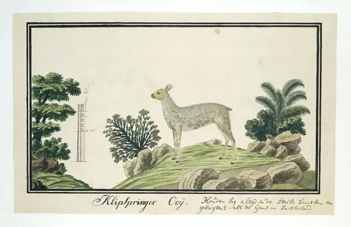 Framed Print : Oreotragus oreotragus (Klipspringer), 1777-1786. Creator: Robert Jacob Gordon Framed Print : Oreotragus oreotragus (Klipspringer), 1777-1786. Creator: Robert Jacob Gordon