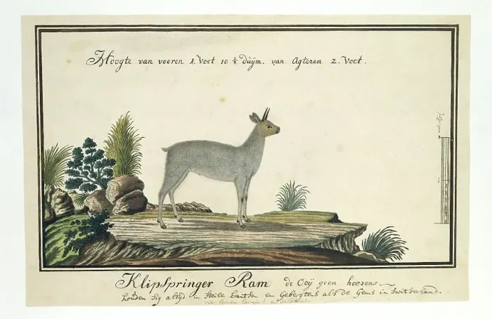 Framed Print : Oreotragus oreotragus (Klipspringer), 1777-1786. Creator: Robert Jacob Gordon Framed Print : Oreotragus oreotragus (Klipspringer), 1777-1786. Creator: Robert Jacob Gordon