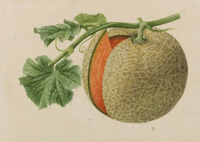 Framed Print : Originaux de publications horticulture et arboriculture, 1878-1881 Framed Print : Originaux de publications horticulture et arboriculture, 1878-1881