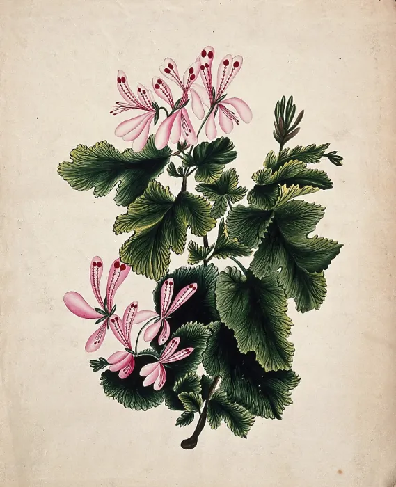 Framed Print : An ornamental geranium (Geranium species): flowering stem. Creator: Unknown Framed Print : An ornamental geranium (Geranium species): flowering stem. Creator: Unknown