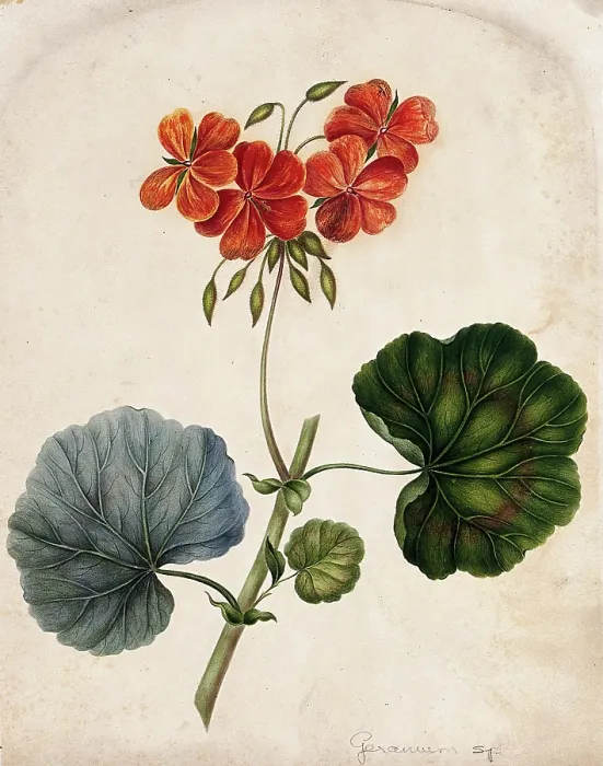 Framed Print : An ornamental geranium (Geranium species): flowering stem. Creator: Unknown Framed Print : An ornamental geranium (Geranium species): flowering stem. Creator: Unknown