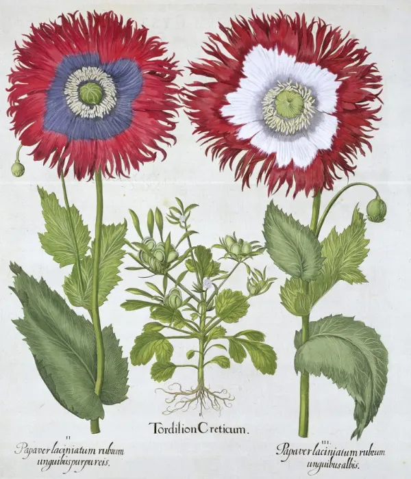 Framed Print : Ornamental poppies, 1613 Framed Print : Ornamental poppies, 1613