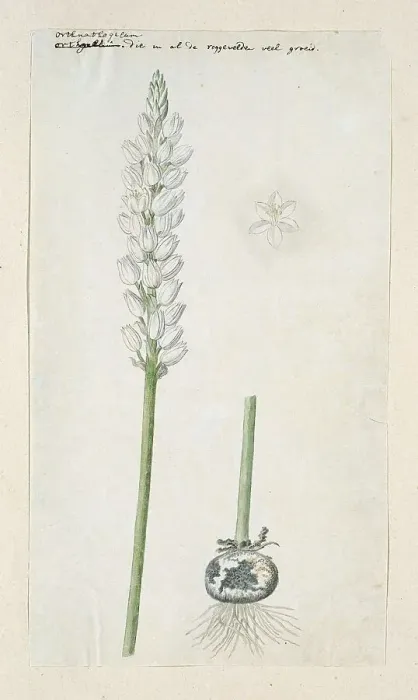 Framed Print : Ornithogalum conicum Jacq. 1778-1786. Creator: Robert Jacob Gordon Framed Print : Ornithogalum conicum Jacq. 1778-1786. Creator: Robert Jacob Gordon
