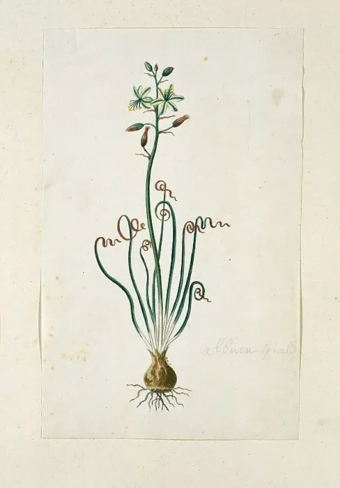 Framed Print : Ornithogalum Polyphyllum Jacq, 1777-1786. Creator: Robert Jacob Gordon Framed Print : Ornithogalum Polyphyllum Jacq, 1777-1786. Creator: Robert Jacob Gordon
