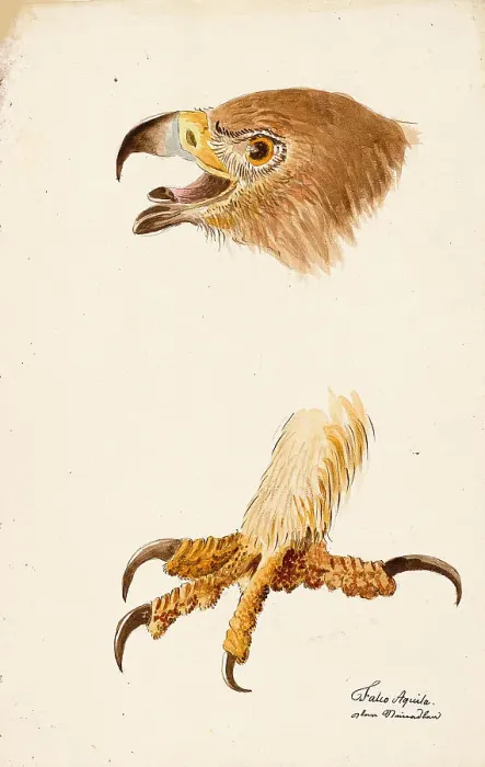 Framed Print : Ornithological Study, c.1800. Creator: Kuhn, G. (active 1795-1825) Framed Print : Ornithological Study, c.1800. Creator: Kuhn, G. (active 1795-1825)