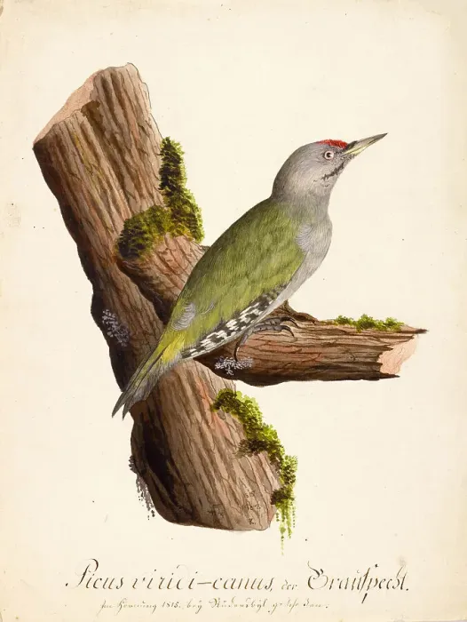 Framed Print : Ornithological Study, c.1800. Creator: Kuhn, G. (active 1795-1825) Framed Print : Ornithological Study, c.1800. Creator: Kuhn, G. (active 1795-1825)