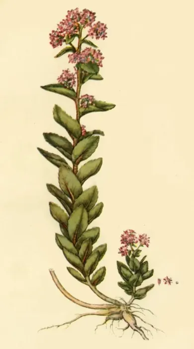 Framed Print : Orpine, 1777, (1944). Creator: Unknown Framed Print : Orpine, 1777, (1944). Creator: Unknown
