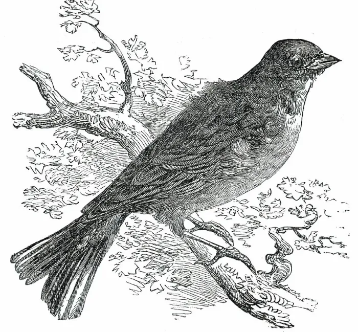 Framed Print : The Ortolan, 1850. Creator: Unknown Framed Print : The Ortolan, 1850. Creator: Unknown