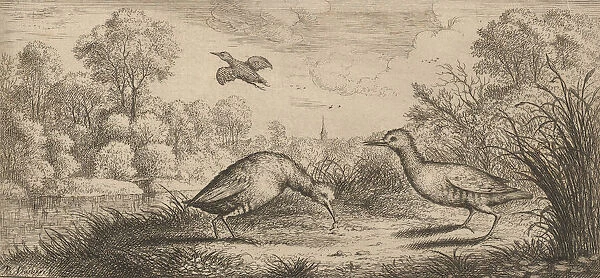 Ortygometra, Ralle (The Rail): Livre d Oyseaux (Book of Birds), 1655-1660