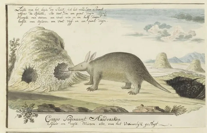 Framed Print : Orycteropus afer (Aardvark), 1777-1786. Creator: Robert Jacob Gordon Framed Print : Orycteropus afer (Aardvark), 1777-1786. Creator: Robert Jacob Gordon