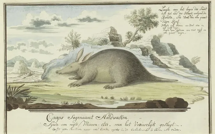 Framed Print : Orycteropus afer (Aardvark), 1777-1786. Creator: Robert Jacob Gordon Framed Print : Orycteropus afer (Aardvark), 1777-1786. Creator: Robert Jacob Gordon