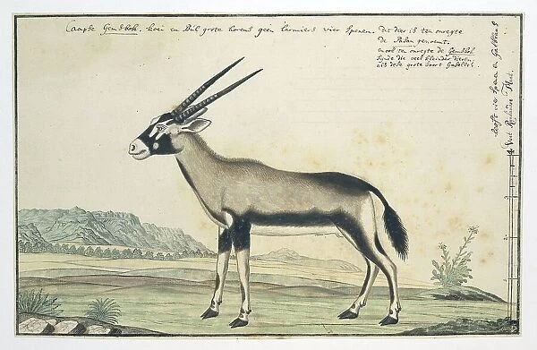 Oryx gazella (Gemsbok), 1777-1786. Creator: Robert Jacob Gordon