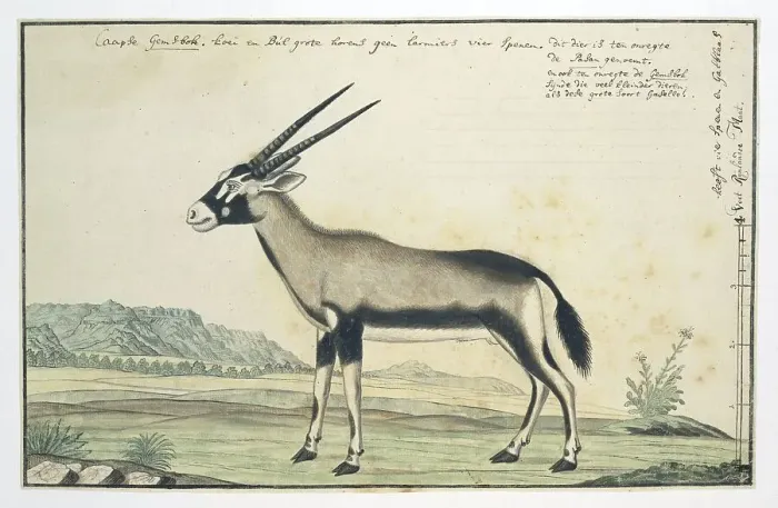 Framed Print : Oryx gazella (Gemsbok), 1777-1786. Creator: Robert Jacob Gordon Framed Print : Oryx gazella (Gemsbok), 1777-1786. Creator: Robert Jacob Gordon