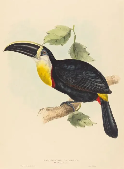 Framed Print : Osculant Toucan (Ramphastos osculans). Creators: John Gould, Elizabeth Gould