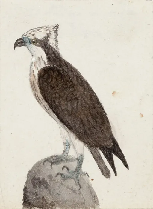 Framed Print : Osprey, 1831. Creator: Ferdinand von Wright Framed Print : Osprey, 1831. Creator: Ferdinand von Wright