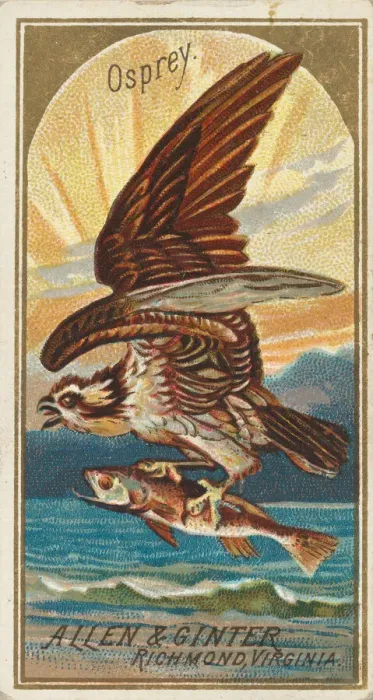 Framed Print : Osprey, from the Birds of America series (N4) for Allen & Ginter Cigarettes Brands Framed Print : Osprey, from the Birds of America series (N4) for Allen & Ginter Cigarettes Brands