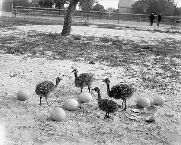 Ostrich farm, Hot Springs, Ark. between 1880 and 1930. Creator: Unknown