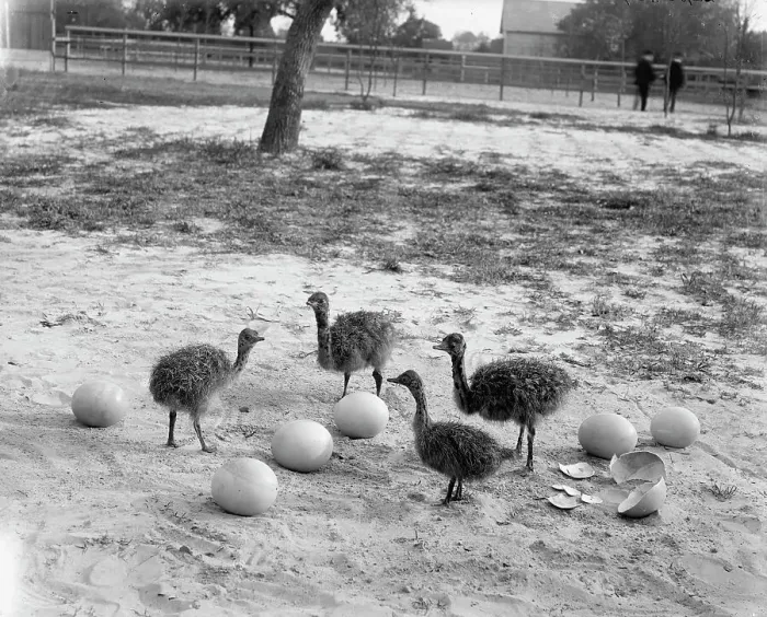 Framed Print : Ostrich farm, Hot Springs, Ark. between 1880 and 1930. Creator: Unknown Framed Print : Ostrich farm, Hot Springs, Ark. between 1880 and 1930. Creator: Unknown
