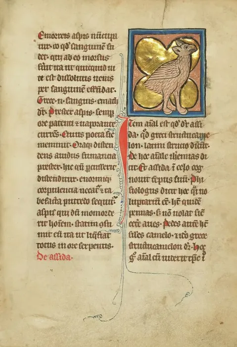 Framed Print : An Ostrich; De Natura Avium; De Pastoribus et Ovibus; Bestiarium, 1277 or after. Creator: Unknown Framed Print : An Ostrich; De Natura Avium; De Pastoribus et Ovibus; Bestiarium, 1277 or after. Creator: Unknown