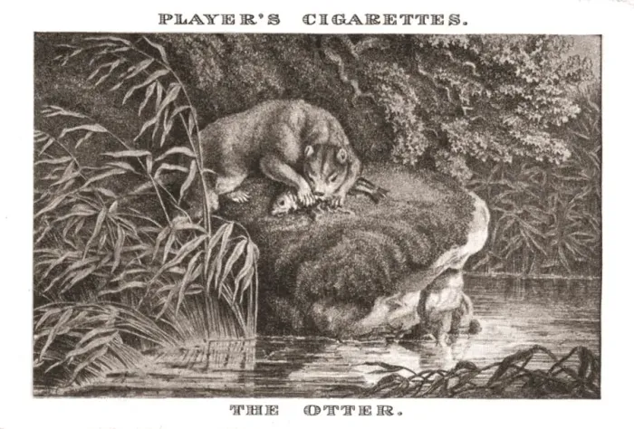 Framed Print : The Otter, (1924). Creator: Unknown Framed Print : The Otter, (1924). Creator: Unknown