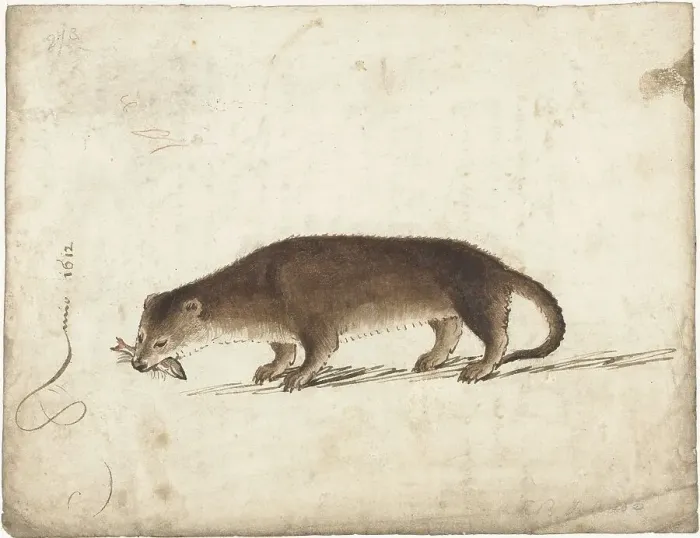 Framed Print : Otter with a fish in his mouth, 1612. Creator: Gerard ter Borch I Framed Print : Otter with a fish in his mouth, 1612. Creator: Gerard ter Borch I