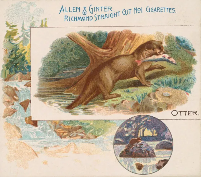 Framed Print : Otter, from Quadrupeds series (N41) for Allen & Ginter Cigarettes, 1890 Framed Print : Otter, from Quadrupeds series (N41) for Allen & Ginter Cigarettes, 1890