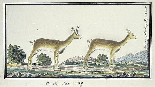 Ourebia ourebi (Oribi), 1777-1786. Creator: Robert Jacob Gordon