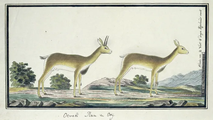 Framed Print : Ourebia ourebi (Oribi), 1777-1786. Creator: Robert Jacob Gordon Framed Print : Ourebia ourebi (Oribi), 1777-1786. Creator: Robert Jacob Gordon