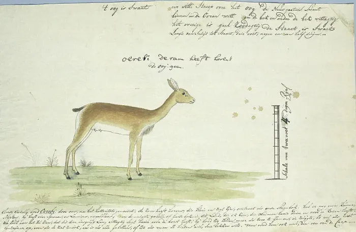 Framed Print : Ourebia ourebi (Oribi), 1777-1786. Creator: Robert Jacob Gordon Framed Print : Ourebia ourebi (Oribi), 1777-1786. Creator: Robert Jacob Gordon