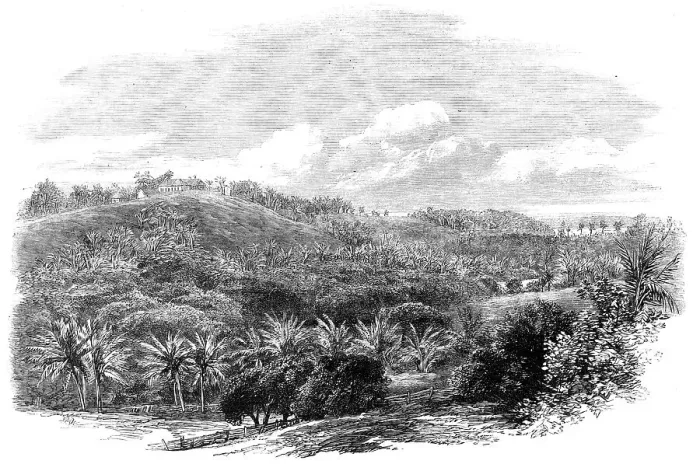 Framed Print : The Outbreak in Jamaica: Muirton House and Plantation, Morant Bay, 1865. Creator: Unknown Framed Print : The Outbreak in Jamaica: Muirton House and Plantation, Morant Bay, 1865. Creator: Unknown